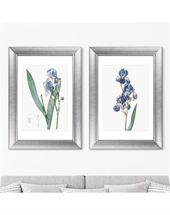 Набор из 2 х репродукций картин в раме dalmatian iris ii 1805г голубой 50x70 см Картины в квартиру