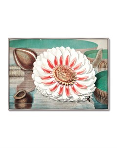 Репродукция картины на холсте a gigantic water lily in bloom 1870г мультиколор 105x75 см Картины в квартиру