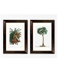 Набор из 2 х репродукций картин в раме date palm phoenix dactylifera from traite ii 1801г мультиколо Картины в квартиру