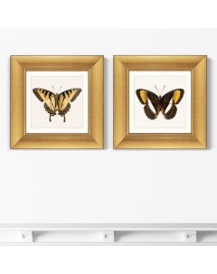 Набор из 2 х репродукций картин в раме two butterflies 1711г мультиколор 35x35 см Картины в квартиру