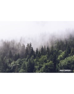 Фотообои Туманный лес 194280 400x280 Фабрикафресок