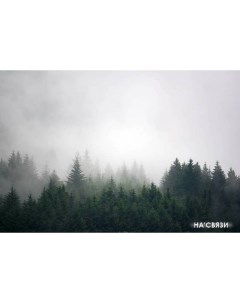 Фотообои Лес в тумане 4 270x400 Vimala