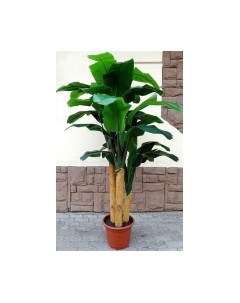 Искусственное растение Дерево Banana Tree 210cm / FGN BF01710 Forgarden