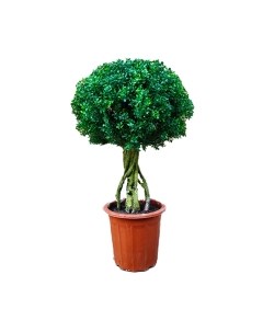 Искусственное растение Дерево Boxwood Topiary / FGN BF01705 Forgarden