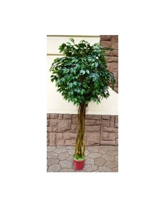 Искусственное растение Дерево Ficus Melani / FGN BF00390 Forgarden